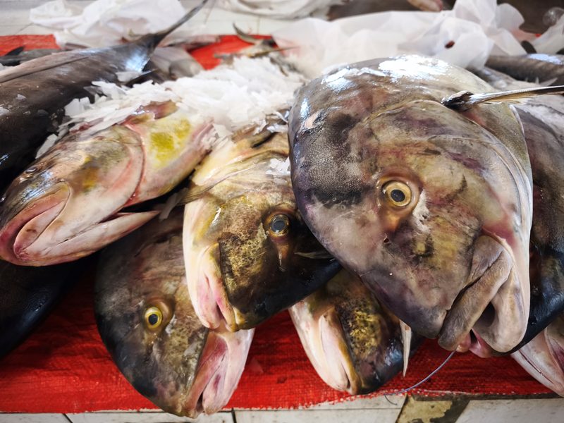 La nostra materia prima: pesce fresco